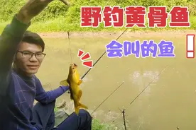 蚯蚓钓鱼：会发出叫声的鱼，黄骨鱼，市场价二十多一斤的靓货视频封面