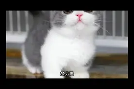 梦见猫与现实生活中也有息息相关的视频封面