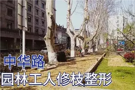 中华路行道地法国梧桐，园林工人修枝整形，美化市容，视频封面