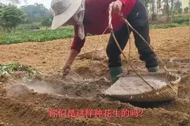 农村人种花生有技巧，种的时候撒石灰和磷粉，能做肥料又可以防虫视频封面