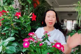 室内养花，做好这四个“小秘籍”花卉生长旺盛，开花漂亮！