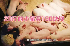 20斤的小猪买150块钱一只，10只小猪才1500块钱，本都赚不回来!视频封面