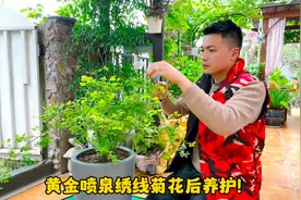 黄金喷泉绣线菊花后养护经验分享，一年后可以开成瀑布！视频封面