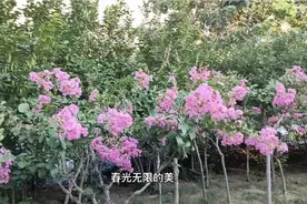 魅力之城，绿城花园视频封面