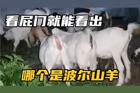 一天十五桶水，三十几只羊，能吃能喝，卖基础小母羊，哈哈😊视频封面