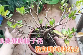 快要死的栀子花，千万不要在扔了，手把手的教你把它救活。很厉害视频封面