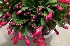 蟹爪兰“催花”三步曲，跟着视频做，不出一个月，小花苞冒不停