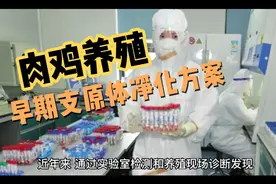 肉鸡养殖早期支原体净化方案视频封面