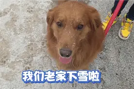 大金毛第一次在河北老家玩雪，冰冷的天气热情高涨，可玩嗨了！视频封面