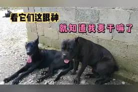 想不到我这只卡斯罗长大后和小时候差别这么大，越长越纯正