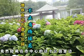 重庆主城发现看绣球花的公园，漂亮美丽地铁直达，周末踏青好地方