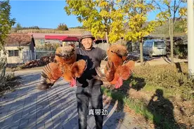 帮粉丝朋友买的大红公鸡，一只10多斤，150元合适吗？视频封面