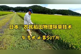 智慧农业507期：日本农民稻田物理除草技术！微耕技术不需要弯腰