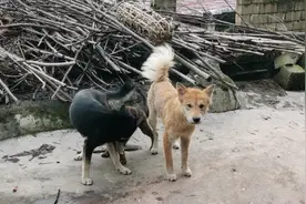 狗狗被剃光一个月，身上的毛终于长出来了，尾巴上的毛像一把扇子