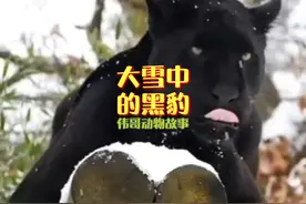 俄罗斯一女子带回只流浪猫被罗威纳犬带大，结果竟是一只黑豹！视频封面