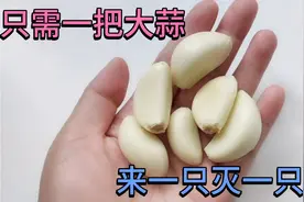 厨房蟑螂多不要慌，只需一把大蒜，来多少灭多少，比杀虫剂还好用