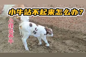 新生牛犊站不起来，或是站起来腿伸不直的，应该如何预防与治疗