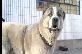 哈萨克牧羊犬 中亚犬. 斗狗界战神视频封面