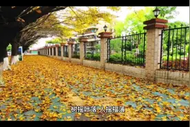 树揺落叶人揺福薄