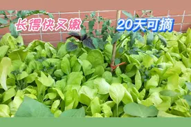 楼顶种菜，这青菜长得太快了，播种20天有菜吃，摘完还想种