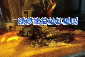 绿萝放到鱼缸，第二天发现鼠鱼挂了，是有毒还是抢了氧气？视频封面
