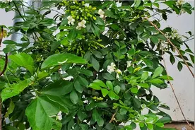 农村抓蜈蚣赚钱，一个蜈蚣2～3元，一天抓最低抓100条。视频封面