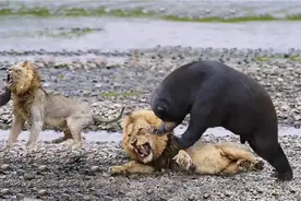 狮子和棕熊谁更厉害  让我们一起来看看视频视频封面