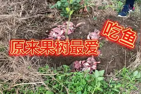以后厨房这东西，千万不要扔，埋在果树下明年疯长又高产