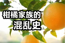 橘子：我和我自己生了个自己！视频封面