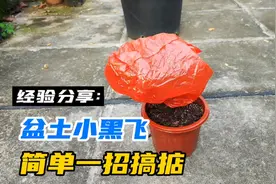 盆土有小黑飞、长虫怎么办？学会这一招，3天让它们全部消失视频封面