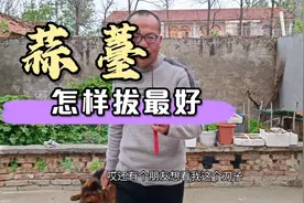 蒜薹用手拔还是用刀子划，哪种方法不影响蒜头，听老四怎么说