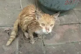 一只流浪猫身上被泼了辣椒油，小猫咪到底做错了什么！