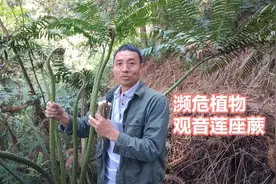 观音莲座蕨（国家二级保护植物），在野外看到不要采挖，你认识吗视频封面