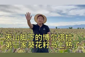 新疆博乐的第一家葵花籽5号上市，南疆瓜子13.5元成交