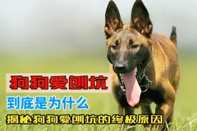 狗狗爱刨坑到底是为什么？为你揭秘狗狗爱刨坑的终极原因