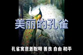 美丽的孔雀#孔雀寓意着聪明 善良 自由 和平