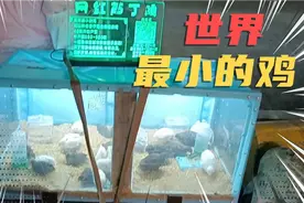 广州花都区偶遇小摊贩售卖网红芦丁鸡，据说是世界上最小的鸡视频封面