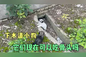 生活在下水道的小狗，这么小的狗，可以吃鱼刺和骨头之类的东西吗