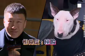 盘点极挑名场面 孙红雷黄渤撞脸宠物狗，两人互相伤害 嘴都笑了