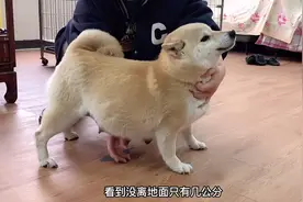 怀孕59天的母犬，肚子大的像个球竟然离地面不足2公分，惊呆了