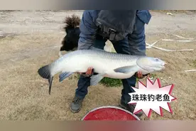 小钩细线钓大青鱼，先来个40多斤的提提神，冬天珠珠底钓老鱼攻略视频封面