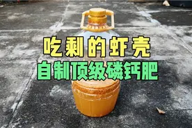 吃剩的虾壳不要扔，自制顶级磷钙肥，比购买化肥还好用