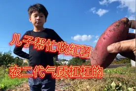 淳妈第一次种红薯，一株长10几个，羡慕坏了日本邻居视频封面
