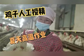 鸡子人工授精的过程分析，母鸡每4到5天一轮输精的原因，在于公鸡
