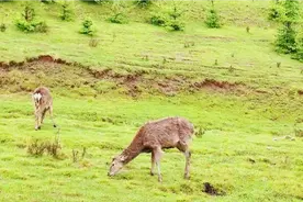甘肃渭源县梅花鹿养殖基地视频封面
