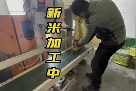 1000斤大米有多少，小胡拉了批新稻子加工，新米刚磨出来好香呀视频封面