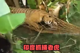 200公斤的老虎闯入村庄，阿三哥聚集1000多人进行围捕，难以想象视频封面