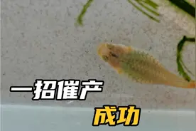 孔雀鱼母鱼抱子迟迟不产苗，教大家一招就可以催产成功