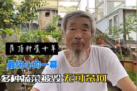 北京大爷谈房顶盆栽蔬菜十年 最难过的事 大家有好的保护方法吗视频封面