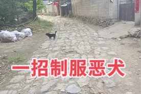 遇到恶犬拦路怎么办？教你一招制服它！视频封面